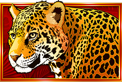 Congo Cash XL Symbol leoparda